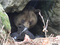 Bärennachwuchs mal 3 im Nationalpark Bayerischer Wald